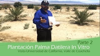 Plantación Palma Datilera In Vitro Parte 2 [upl. by Columbyne]