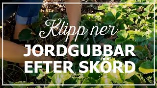 Klipp ner jordgubbar efter skörd [upl. by Enorej843]