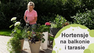 Hortensje na balkonie i tarasie Z jakimi roślinami je sadzić Jak to zrobić i jak pielęgnować [upl. by Beane]