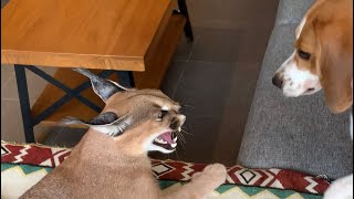 Caracal and beagle puppy playing  unusual animal friends  dog and cat friends [upl. by Grote]