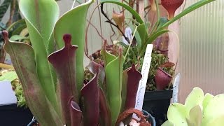 TROPICAL CARNIVOROUS PLANT SPRINGTIME TOUR NEPENTHES HELIAMPHORA SUNDEWS BUTTERWORTS CEPHALOTUS [upl. by Nakasuji400]