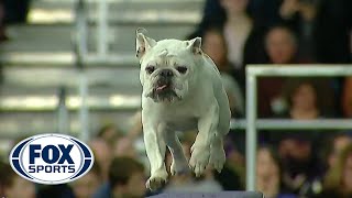 Watch Rudy the Bulldog crush the 2019 WKC Masters Agility course  FOX SPORTS [upl. by Ellahcim]