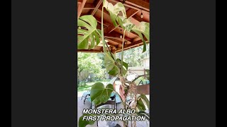 Monstera Albo First Propagation  Elapsed Time [upl. by Tenrag405]