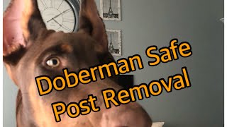 Safely Removing Ear Posts Doberman Ear Cropping Tip [upl. by Araeic527]