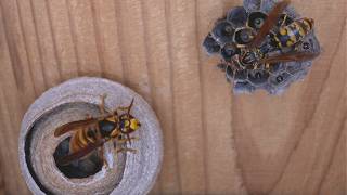 Duel Between Queens Paper Wasp vs Yellow Hornet [upl. by Nnagem650]