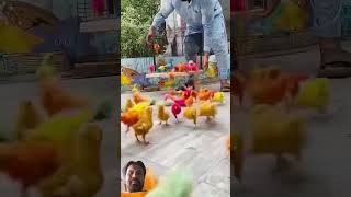 rang barangy chuzy aagy parrot birds funny chicken cute song hen chick chickes chicks [upl. by Eiuqnom]