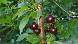 Sour cherry Prunus cerasus [upl. by Adnic239]