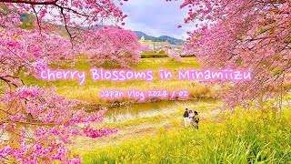 Cherry blossoms in Minamiizu  Minami no sakura  Japan vlog [upl. by Rodolph635]