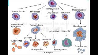 محاضره Aplastic anemia [upl. by Ecarg]