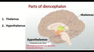 Diencephalon  parts of diencephalon [upl. by Cynthy745]