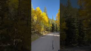 Golden Aspen leaves 🍂 🍁 colorado mountains fall autumn leafpeeping guanellapass colors [upl. by Elfont]