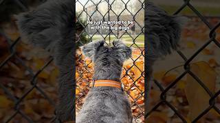 Mini Schnauzer wishes he could be a BIG dog minischnauzer [upl. by Speroni]