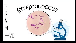 gram ve streptococcus species characteristic [upl. by Amlez]