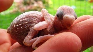 Baby Budgies Growth Stages [upl. by Frisse]