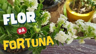 FLOR DA FORTUNA  DICAS DE CULTIVO CALANDIVA [upl. by Pike655]