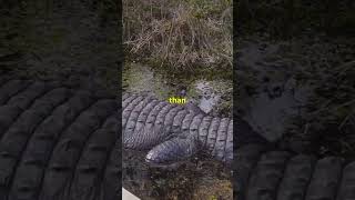 Facts you didnt know anout alligators🐊 aligator attack alligatorattacks alligatorattack facts [upl. by Nickles314]