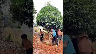 Manually Digging And Transplanting Osmanthus Fragrans Tree [upl. by Eltrym]