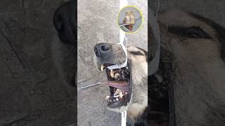 Rescue a Stray Dog with Bone stuck in the Mouth Bonestuck [upl. by Maccarthy676]