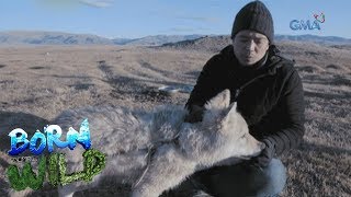 Born to be Wild A local resident in Mongolia takes care of two gray wolves [upl. by Kafka]