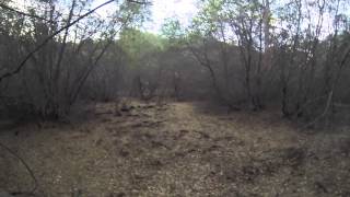 300lb Wild Boar Charge  HogsnDogs Guide Service [upl. by Silva]