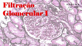 Filtração glomerular  parte 1 [upl. by Fransis]