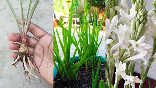 Growing Tuberose Using Small Tubers Easy Way [upl. by Anahsal]