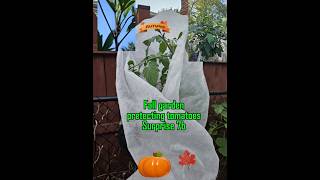 Protecting Tomatoes and surprise in the garden autumngarden smallspacegarden protection [upl. by Vipul]