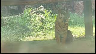 Learn about Tigers from SumatraWith Filipino textEnglish [upl. by Winna126]