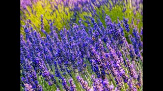 Lavender Daze in August Haze [upl. by Danya65]