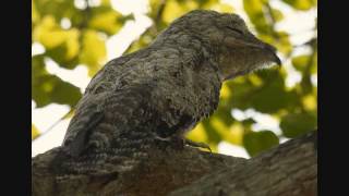 Inside Birding Color Pattern [upl. by Seabrook]