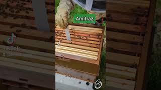 🐝 Traitement contre le Varroa  Un Enjeu Vital pour Nos Abeilles 🐝 SauverLesAbeilles Agroécologie [upl. by Wrightson610]