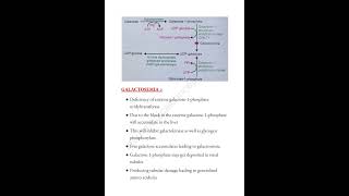 Galactose metabolism 🗒️ mbbslife trending biochemistry medicalconcepts28 [upl. by Reffinej]