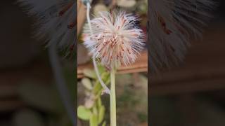 😍Senecio Jacobsenii e sua linda floração senecio bálsamo suculentaspendentes [upl. by Laris473]