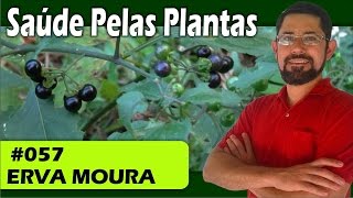 Saúde Pelas Plantas  Erva Moura cólicas estresse cistite cicatrizante diabetes [upl. by Bobker]