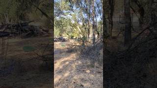 Through the trees Madrone Birdy from the Boss Man agldiscs madrone golf discgolf [upl. by Ardeid367]