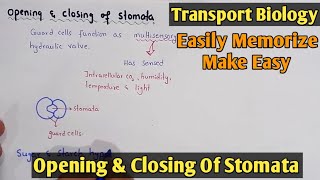 Mechanism of opening and closing of stomata  Class 11 Biology [upl. by Sila663]