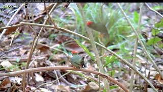 Lancetailed Manakin Practices Dancing With Subadult Males [upl. by Deena]