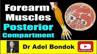 How do you Remember Every Muscle in the Forearm Posterior Compartment Dr Adel Bondok [upl. by Neryt]