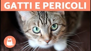 I gatti DIFENDONO i padroni  Curiosità sui gatti [upl. by Gennie809]