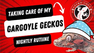 THE DAILY GRIND OF OWNING GECKOS  A nightime routine story [upl. by Benedic]