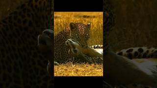 Leopard 🐆 Vs Gazelle wildlife Leopard gazelle [upl. by Tsirhc480]