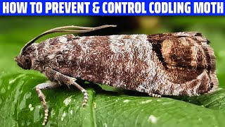 Codling Moth – How to Prevent and Control It [upl. by Nylaroc]