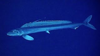 Facts The Lancetfish [upl. by Shantee563]