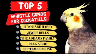 Top 5 Cockatiel Whistle Training Songs Parrot Training and Singing [upl. by Eseerehc285]