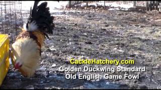 Golden Duckwing Standard Old English Game Fowl Breeder Flock [upl. by Gladine]