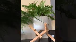 Fern Care  Maidenhair and Asparagus Fern [upl. by Elleral439]