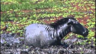 Zebra escape 3 crocodiles in the Luangwa [upl. by Crotty]