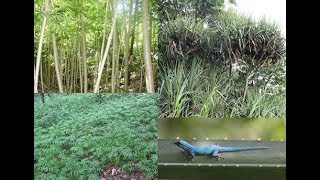 Invasive plant replacing native species [upl. by Bluefarb]