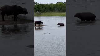 Young Hippo vs Big Buffalo Who wins krugernationalpark buffalo hippo shorts [upl. by Adnale]