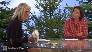 Les lapins domestiques  Jardiland FR TV [upl. by Catharina]